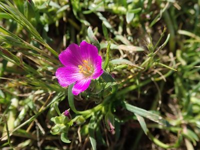 Calandrinia ciliata, photographed by joergmlpts