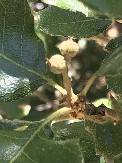 Quercus invaginata, photographed by Adriana Nelly Correa Sandoval