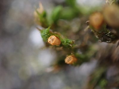 Lewinskya striata, photographed by Randal