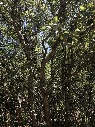 Quercus invaginata, photographed by Adriana Nelly Correa Sandoval