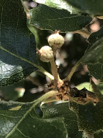Quercus invaginata, photographed by Adriana Nelly Correa Sandoval
