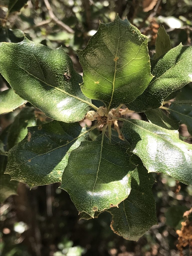 Quercus invaginata, photographed by Adriana Nelly Correa Sandoval