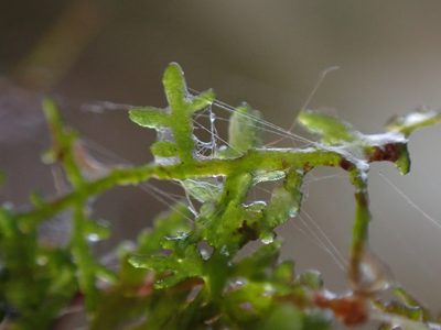 Riccardia chamedryfolia, photographed by Randal