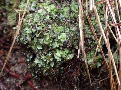 Pellia neesiana, photographed by Randal