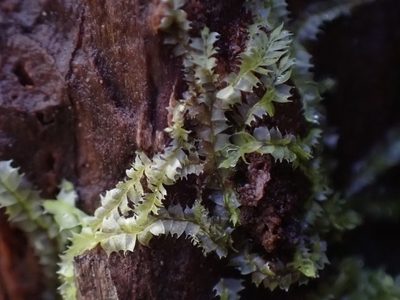 Lophocolea bidentata, photographed by Randal