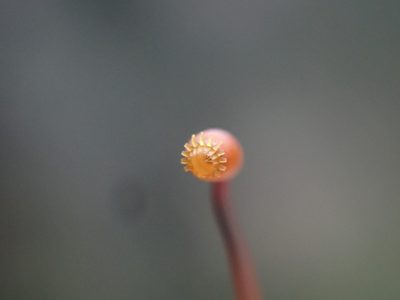 Claopodium crispifolium, photographed by Randal