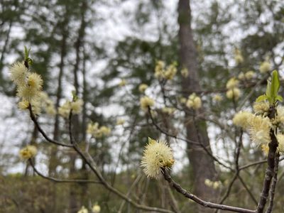 Symplocos tinctoria, photographed by Laura Mae