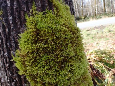 Homalothecium fulgescens, photographed by Randal