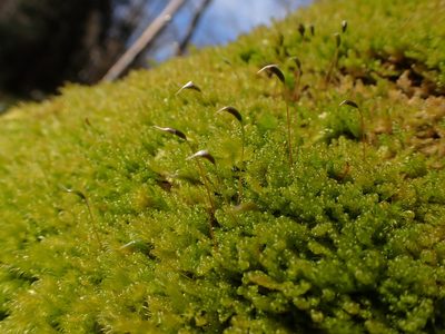 Stereodon subimponens, photographed by Randal