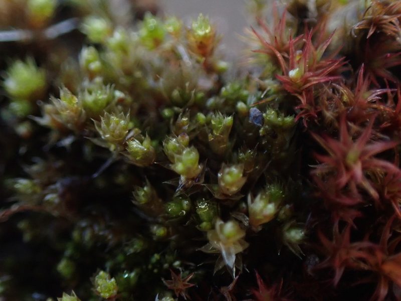 Gemmabryum dichotomum, photographed by Randal
