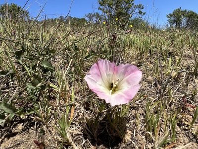 Calystegia purpurata, photographed by Andrew Lie