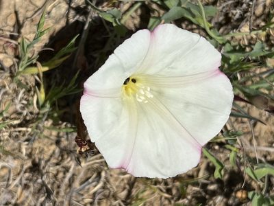 Calystegia purpurata, photographed by Andrew Lie