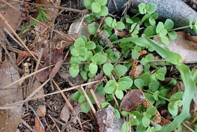 Houstonia procumbens