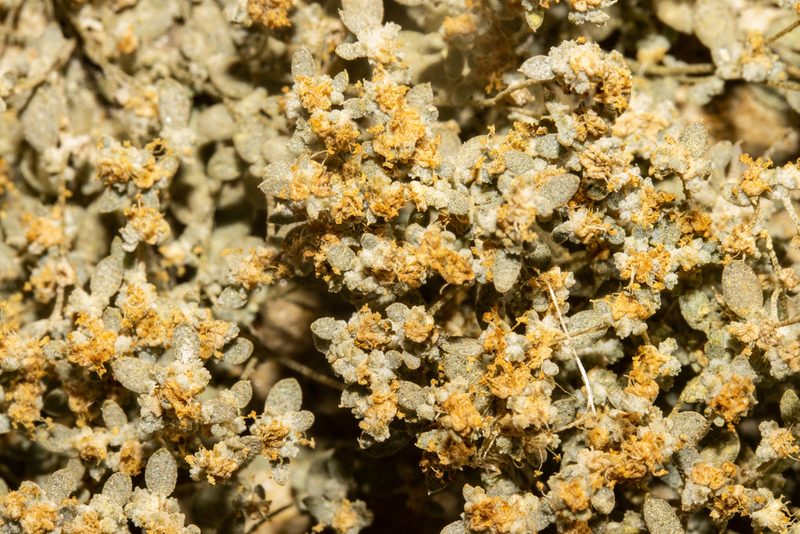 Atriplex buchananii, photographed by Carey_Knox_Southern_Scales