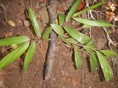 Pharus lappulaceus, photographed by stinger