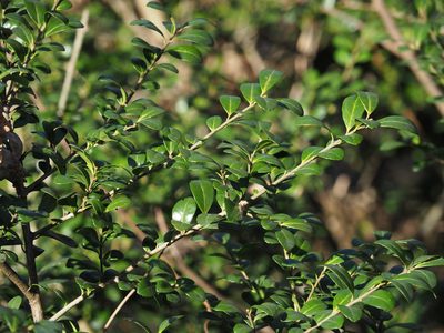 Ilex crenata, photographed by Katja Schulz