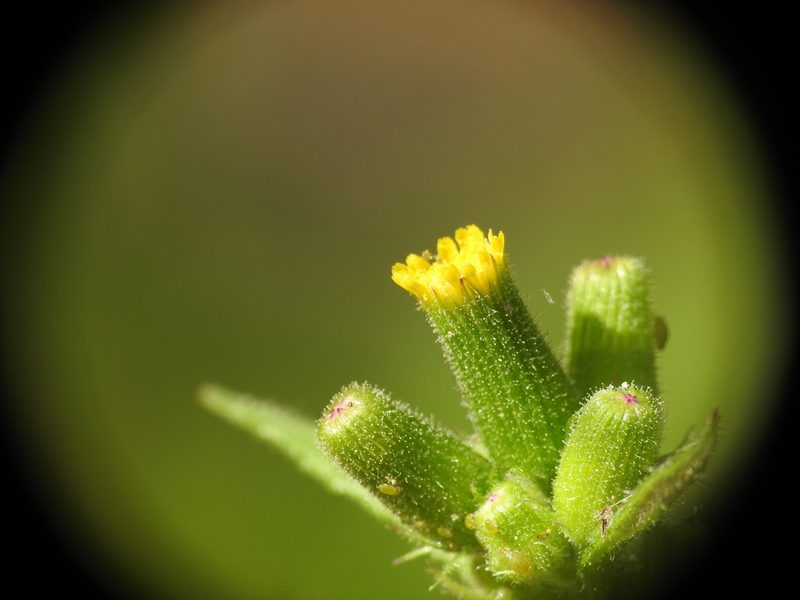 Senecio lividus, photographed by Yves Bas