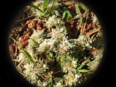 Paronychia argentea, photographed by Yves Bas