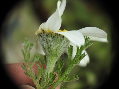 Anacyclus clavatus, photographed by Yves Bas