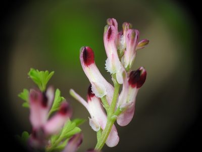 Fumaria bastardii, photographed by Yves Bas