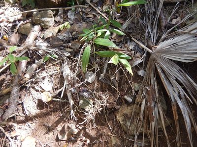 Pharus lappulaceus, photographed by stinger