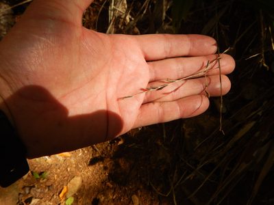 Pharus lappulaceus, photographed by stinger