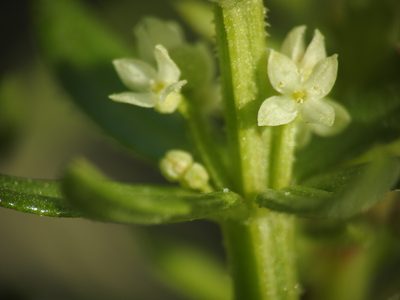 Galium verrucosum, photographed by Yves Bas