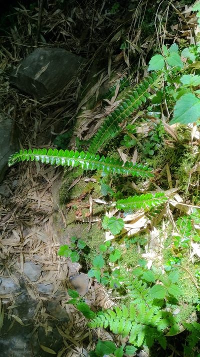 Polystichum levingei, photographed by Lin Scott