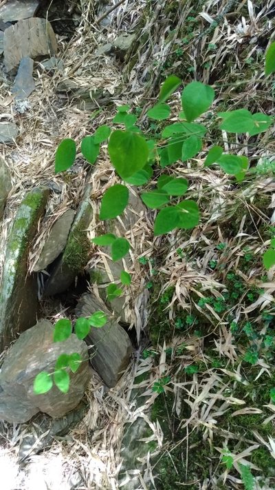 Smilax vaginata, photographed by Lin Scott