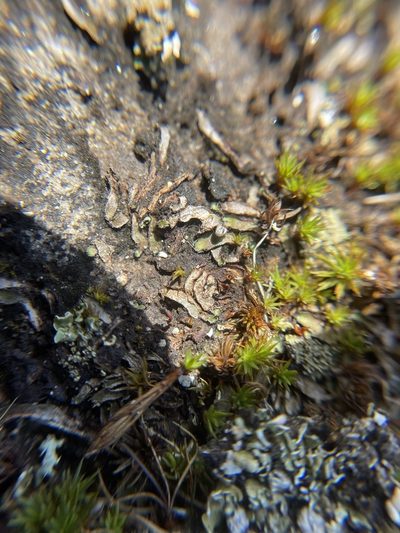 Mannia fragrans, photographed by Brandon Corder