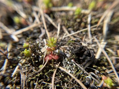 Sedum pulchellum, photographed by Brandon Corder