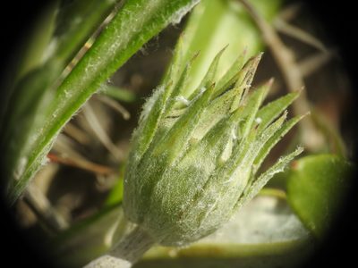 Gazania rigens, photographed by Yves Bas