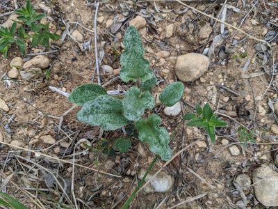 Nyctaginia capitata, photographed by Cleveland Powell