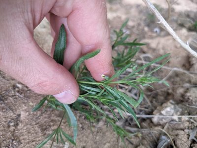 Pombalia verticillata, photographed by Cleveland Powell