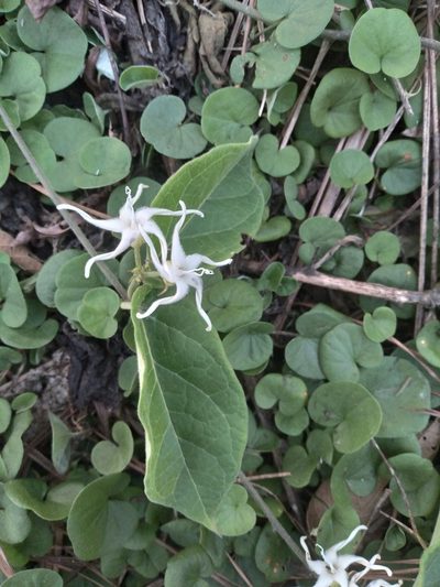 Oxypetalum dombeyanum, photographed by Alfredo F. Fuentes Claros