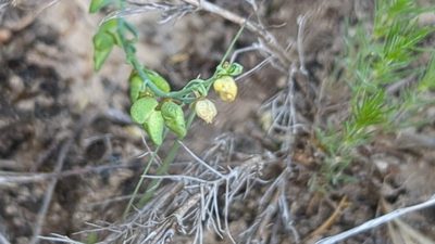Thamnosma texana, photographed by Noland Martin