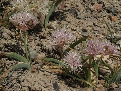 Allium anceps, photographed by Jim Morefield