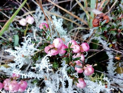Gaultheria macrostigma, photographed by John Barkla