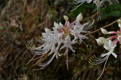 Rhododendron canescens, photographed by Michelle W. （鍾偉瑋）