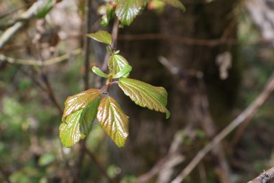 Viburnum ellipticum, photographed by Sean Haight