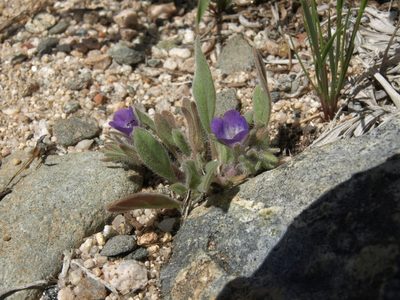 Phacelia curvipes, photographed by Jim Morefield