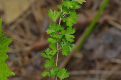 Crataegus marshallii, photographed by Michelle W. （鍾偉瑋）