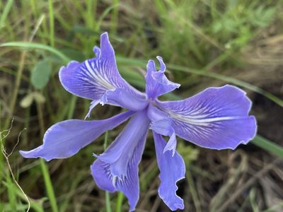 Iris macrosiphon, photographed by katherinef2