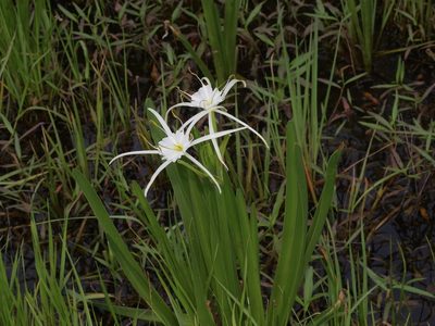 Hymenocallis liriosme, photographed by Michelle W. （鍾偉瑋）