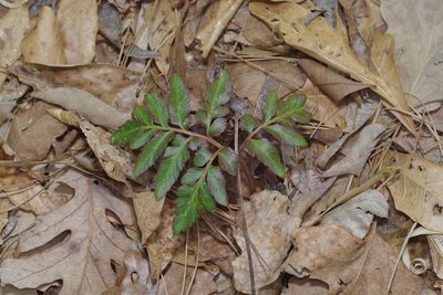 Sceptridium biternatum, photographed by Michelle W. （鍾偉瑋）