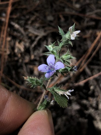 Loeselia rupestris, photographed by Skjold Søndergaard