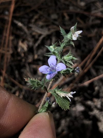 Loeselia rupestris, photographed by Skjold Søndergaard