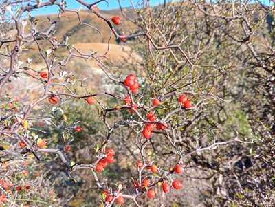 Corokia cotoneaster, photographed by John Barkla