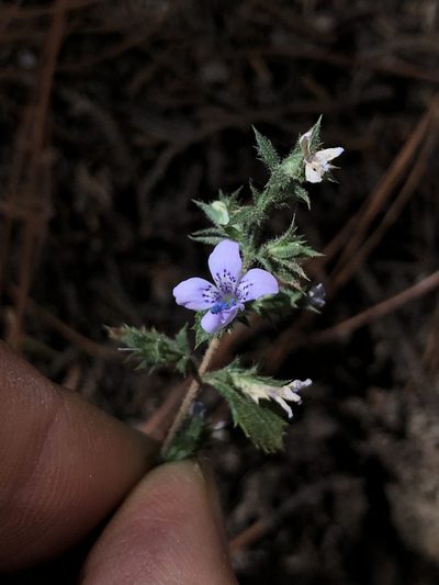 Loeselia rupestris, photographed by Skjold Søndergaard