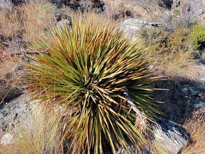 Aciphylla aurea, photographed by John Barkla